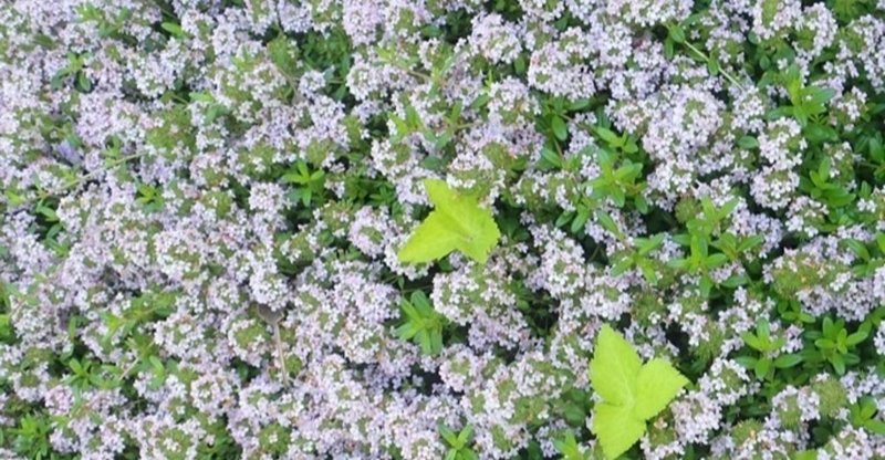 働いたことで手に入れたものと 職を失っても残っていた豊かさ Himejyanome Note