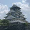 鶏