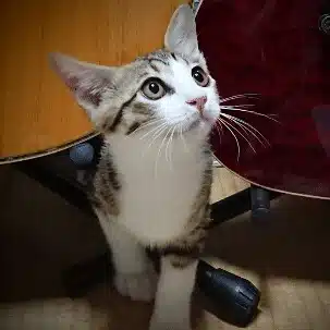 Soul (ギターと猫と見えない世界)