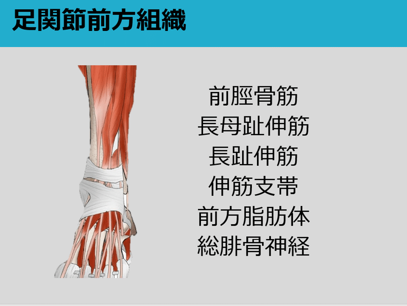 足関節背屈制限 前方組織に着目して Y K Note