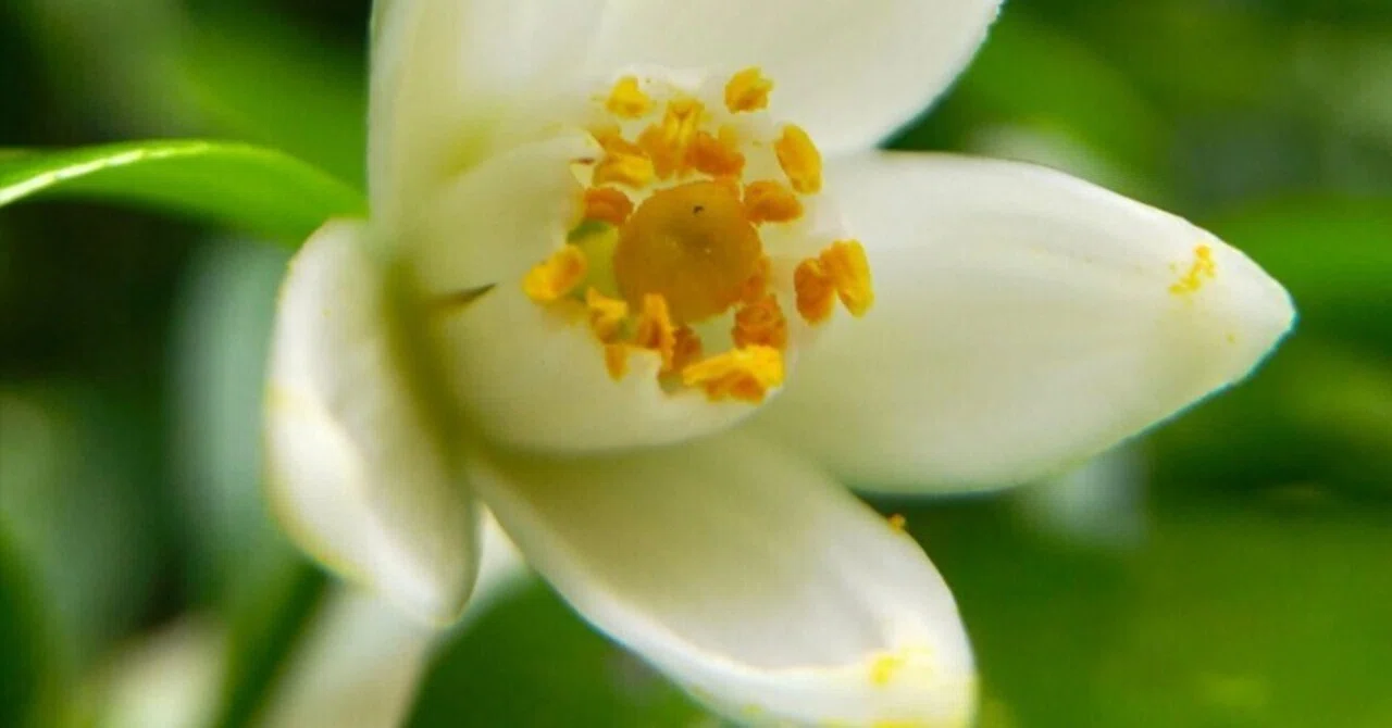 おはようございます(*´︶`*)白薫る ツリー灯せり ゆずの花❀.*・ﾟ
