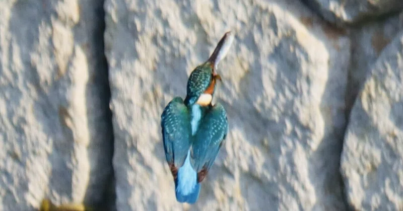 雛たちの給餌 こんな大きな魚になった！