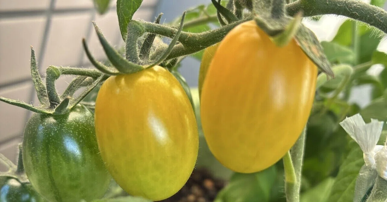 ミニトマトが色づき始めた。日々の楽しみはミニ家庭菜園😊｜yyNs