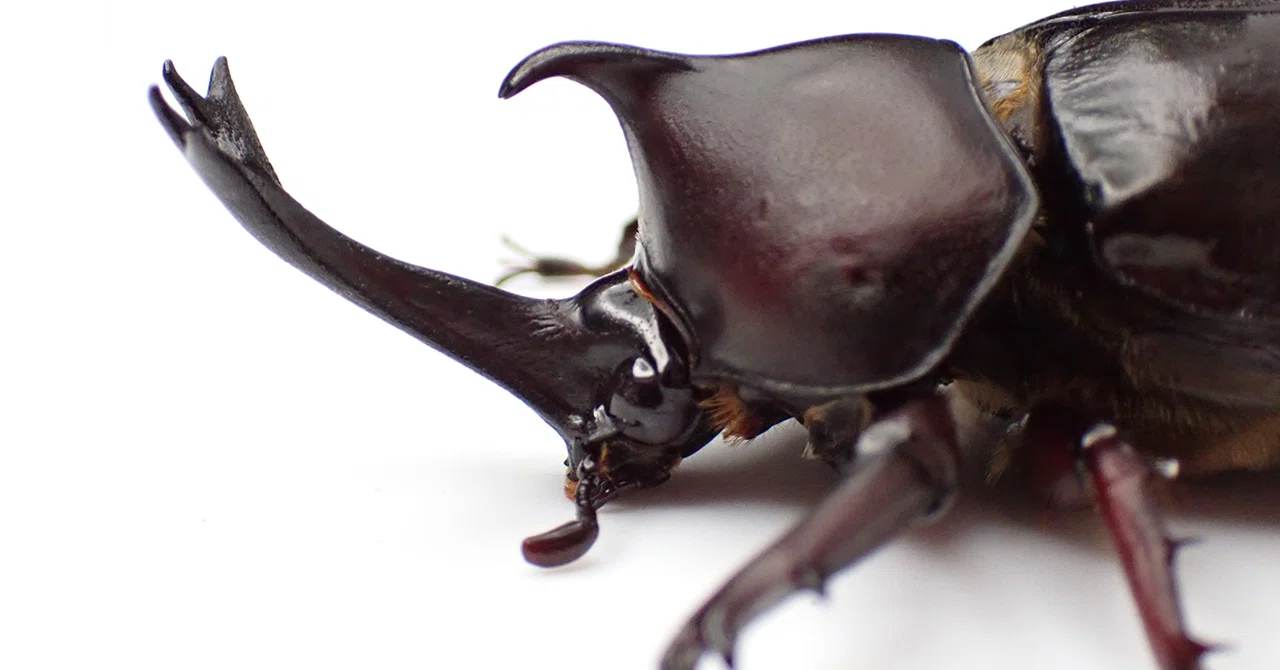 羽化報告＆種類紹介】火山島が生んだ幻のカブトムシ