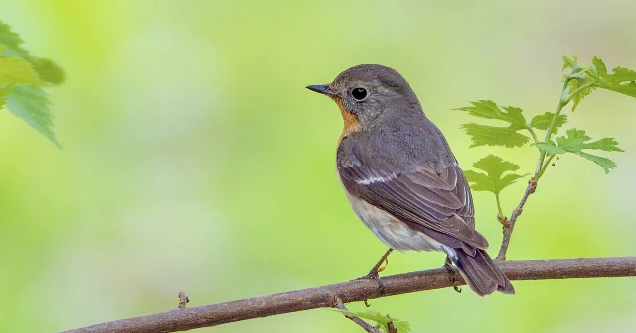 2026年5月の野鳥観察 森林編 補遺｜TOLIMAN Hondα
