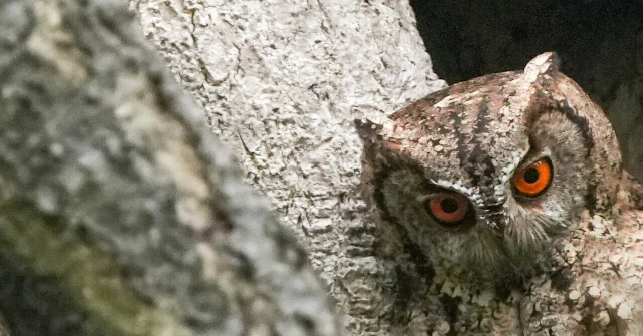 今流行りなオオコノハズクの公園｜北の野鳥クラブ＋