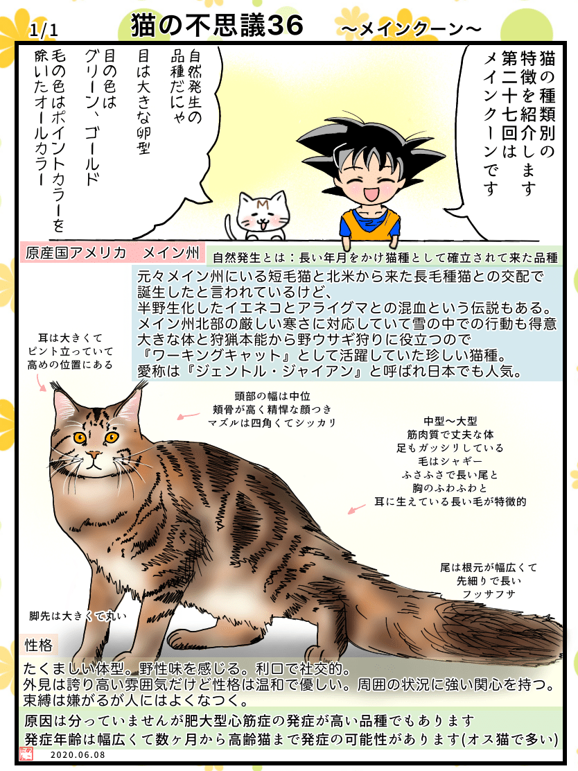 最大 Offクーポン 絵画 Cat 猫 メインクーン Tech Muhoko Org