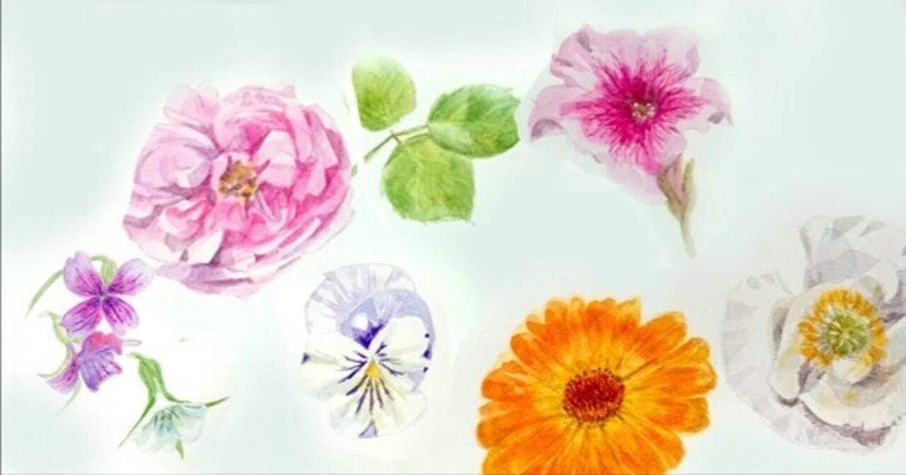 育てた花を描く（ほぼ）毎日スケッチ｜かじよこ kaji yoco