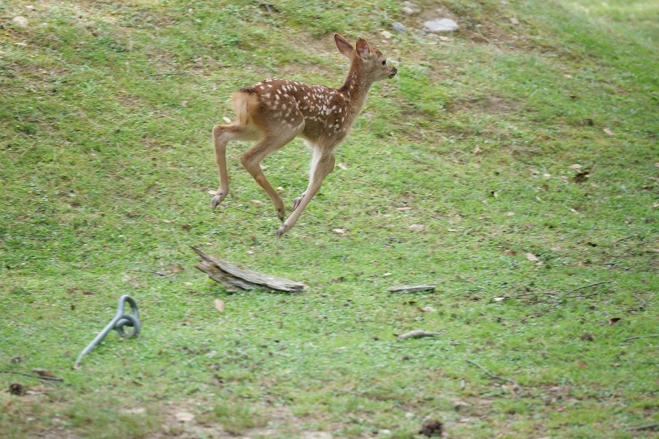 空飛ぶ鹿さん 忠内香織 Note 空飛ぶ鹿さん 忠内香織 Note