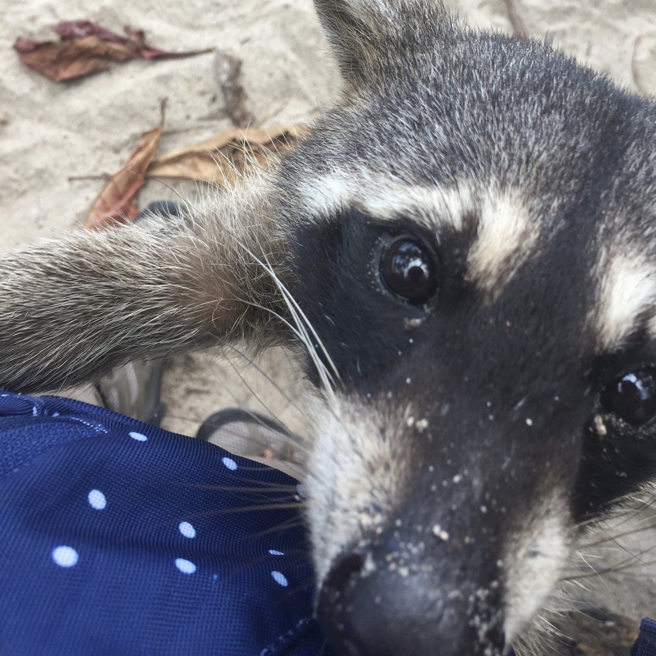 コスタ リカ 動物たちに囲まれてデレる 旅に恋してるひと Note