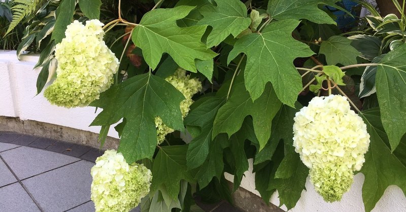 柏餅の葉 柏も色々柏葉紫陽花 Frau Schnitt Note 柏餅の葉 柏も色々柏葉紫陽花 Frau Schnitt Note