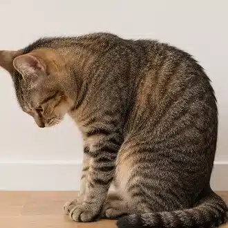 猫背