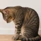 猫背