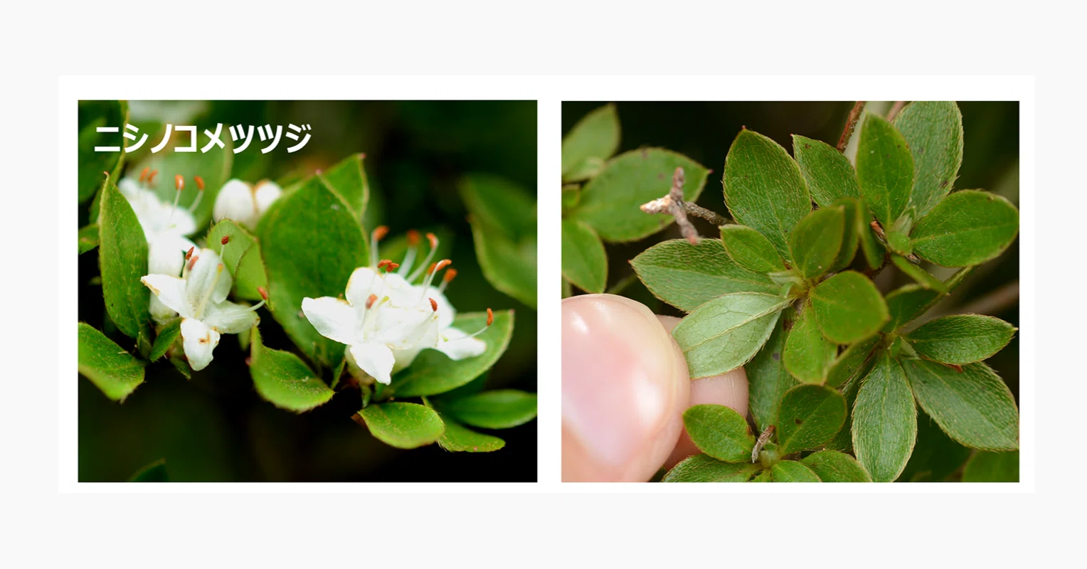 常初花-トコハツハナ- 新種発見! 〜ツツジの場合〜｜ブンイチ（文一総合出版）