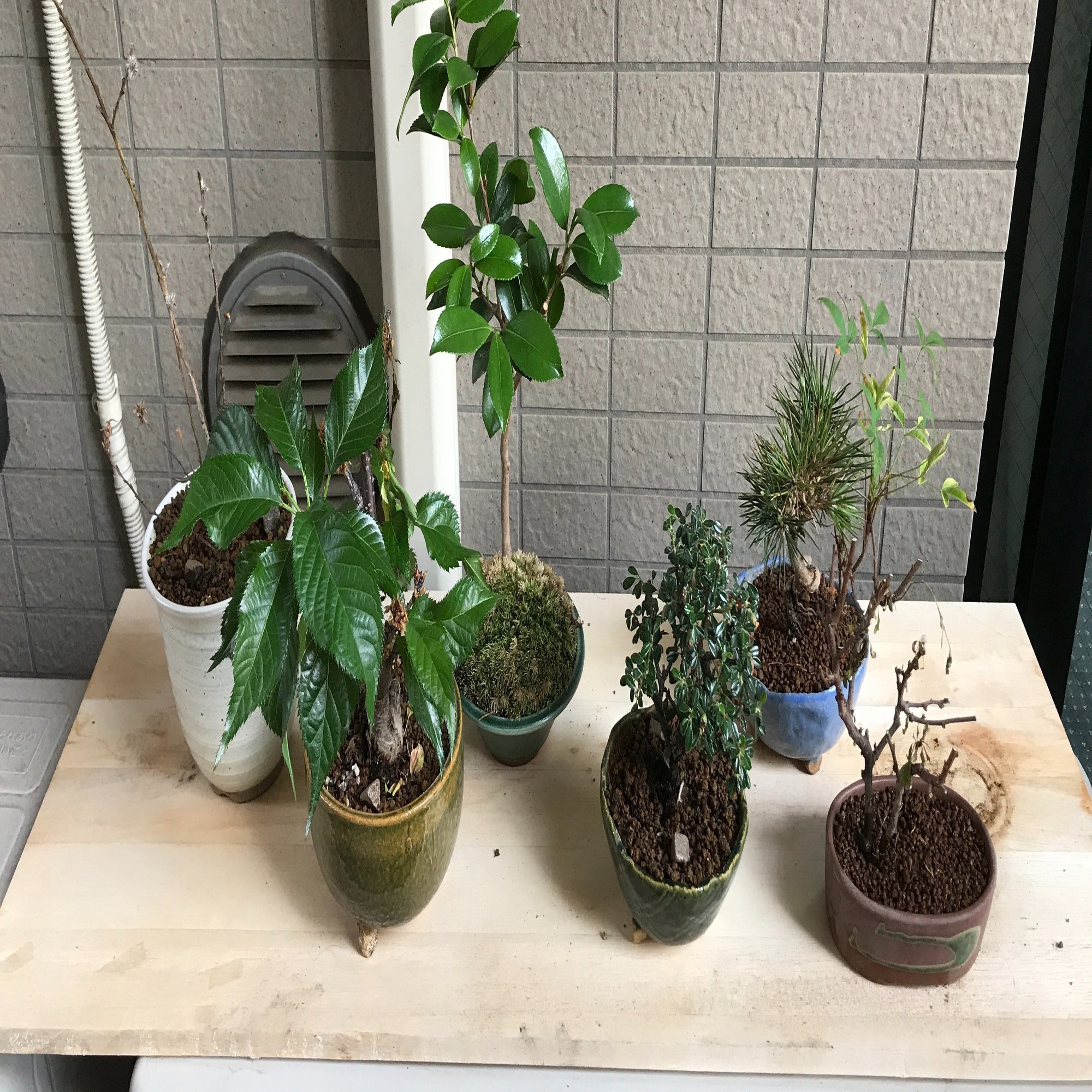 ついに 盆栽の植え替えをした しましま Note