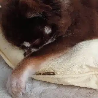 すずうさ🐇