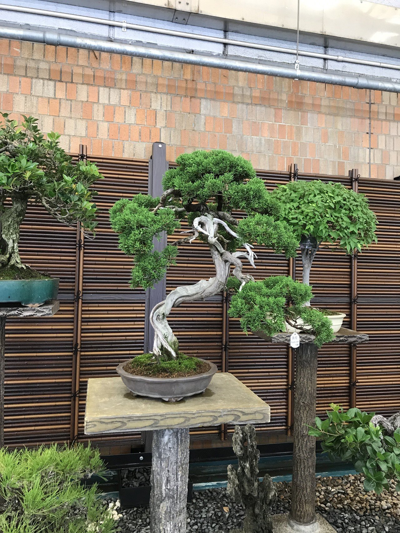 ※引取限定※　盆栽　五葉松 引取限定※盆栽五葉松