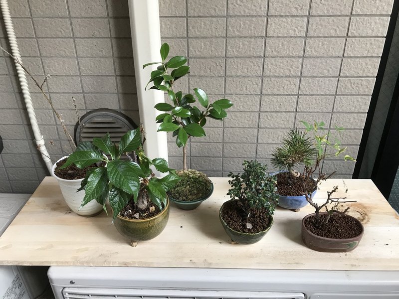 ついに 盆栽の植え替えをした しましま Note