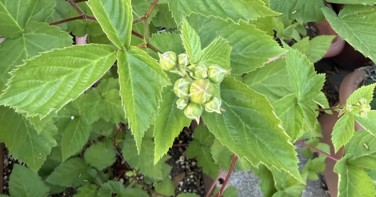 ブラックベリーに花が咲いた｜Hirokazu Nishi