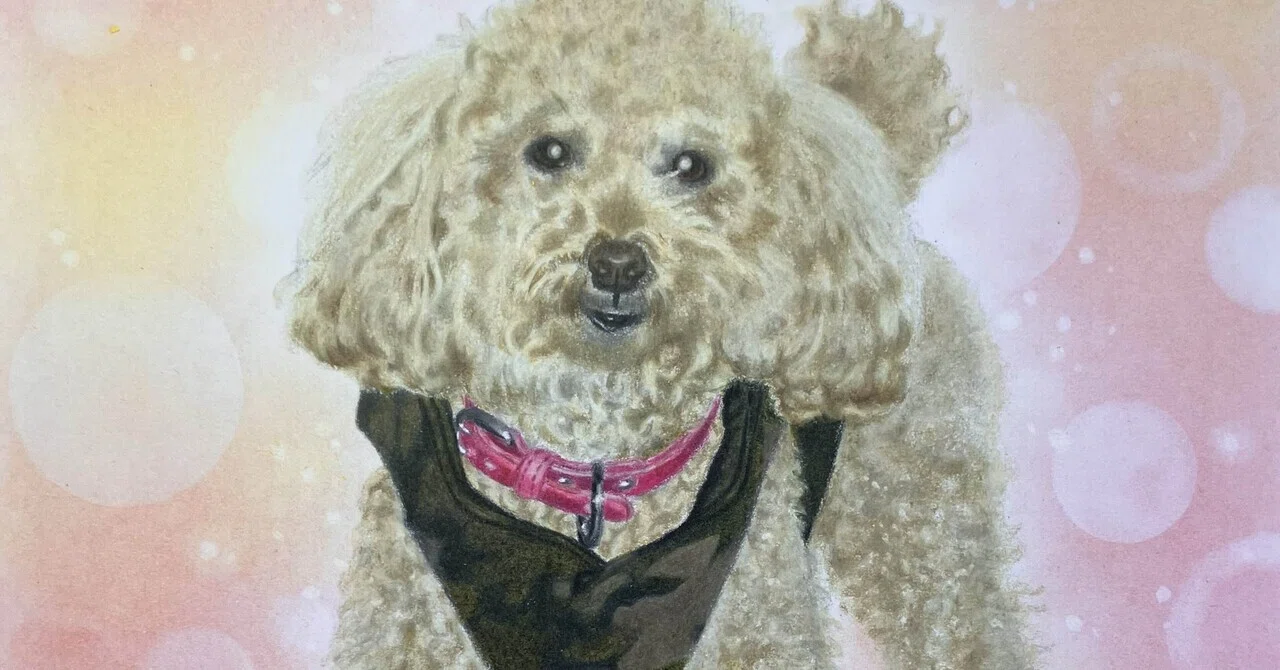 色鉛筆画作品⑤プードルのボルト君🐩｜gummychokonote