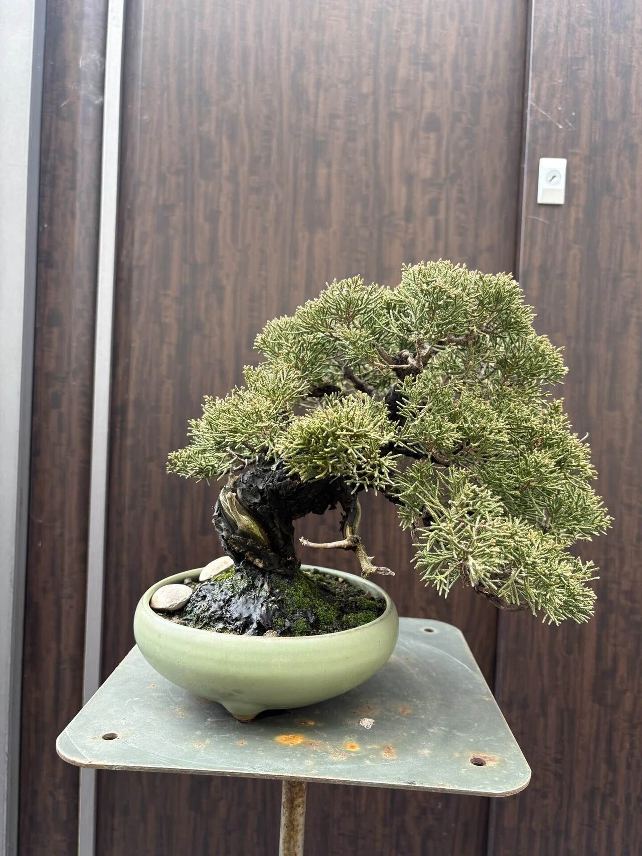 盆栽#46展示会へ出せるまで ①｜natural margins-盆佳庵-