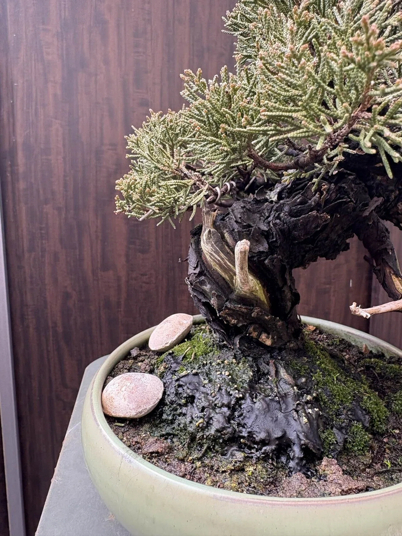 盆栽#46展示会へ出せるまで ①｜natural margins-盆佳庵-