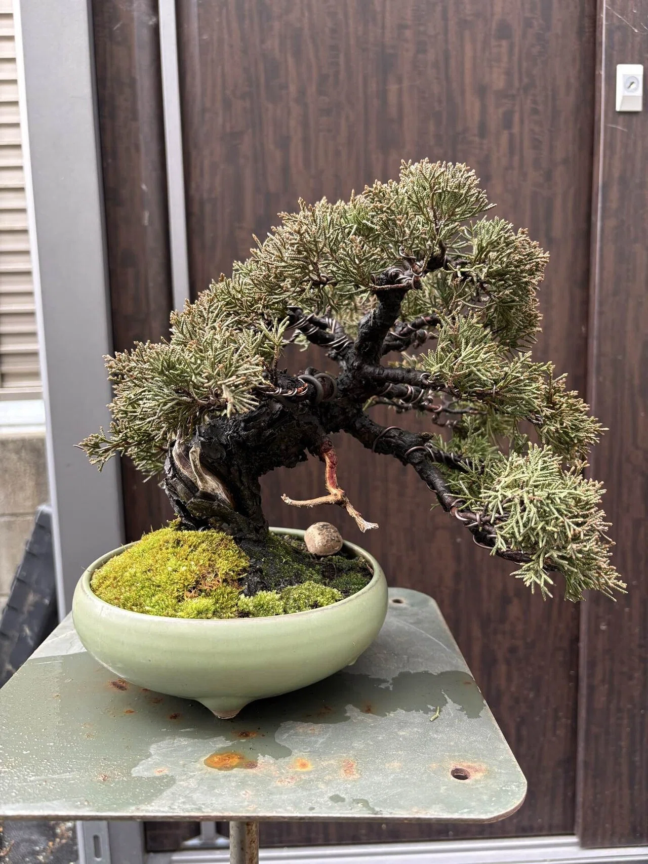盆栽#46展示会へ出せるまで ①｜natural margins-盆佳庵-