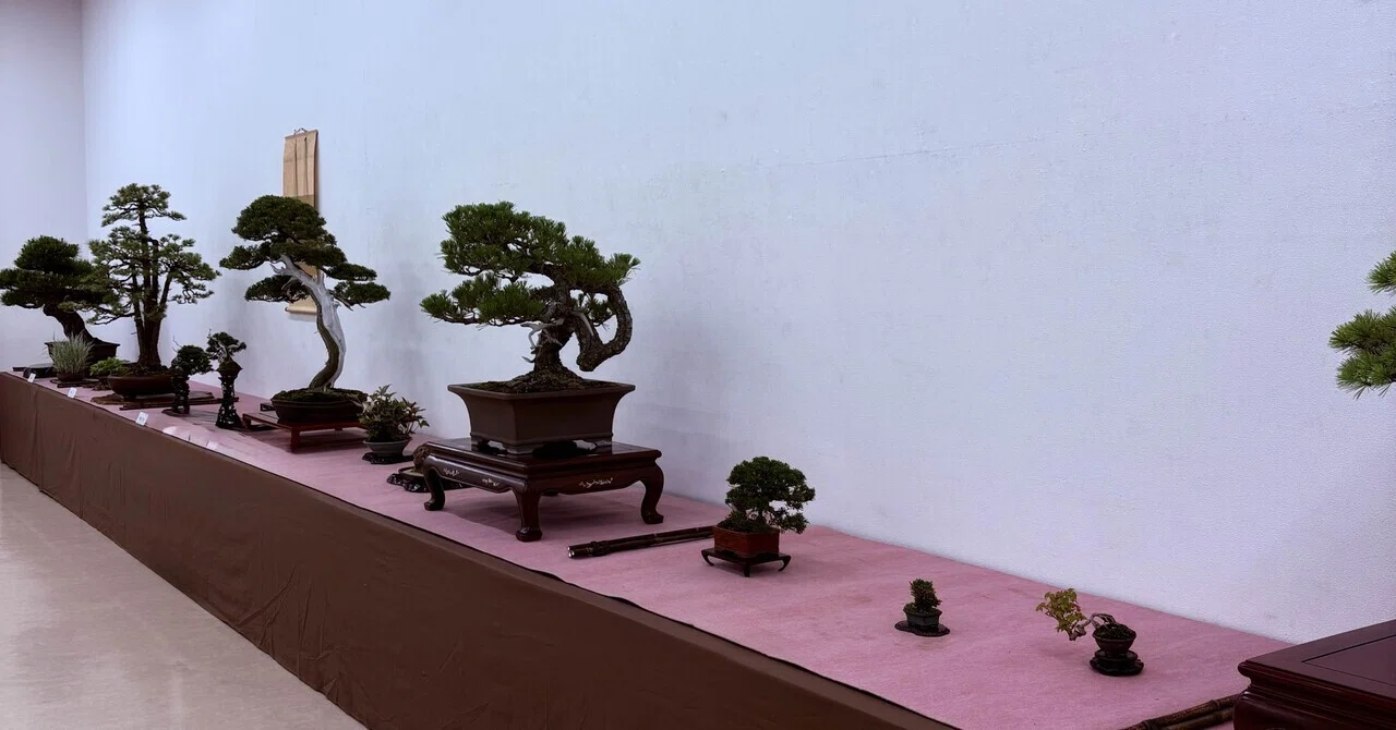 盆栽#46展示会へ出せるまで ①｜natural margins-盆佳庵-