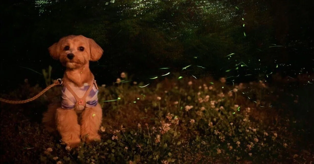 [Early Summer Limited] A miraculous light to look up at with your dog ...