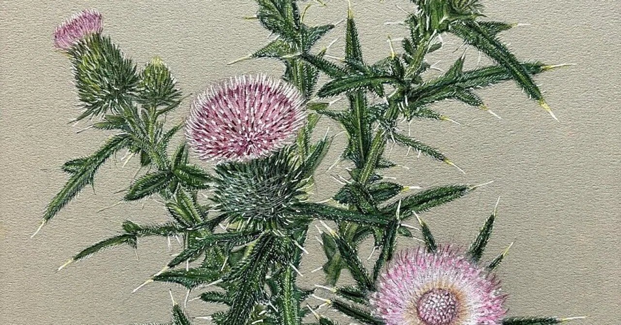 植物画・ボタニカルアート】アメリカオニアザミ～強靭な生命力と繊細な