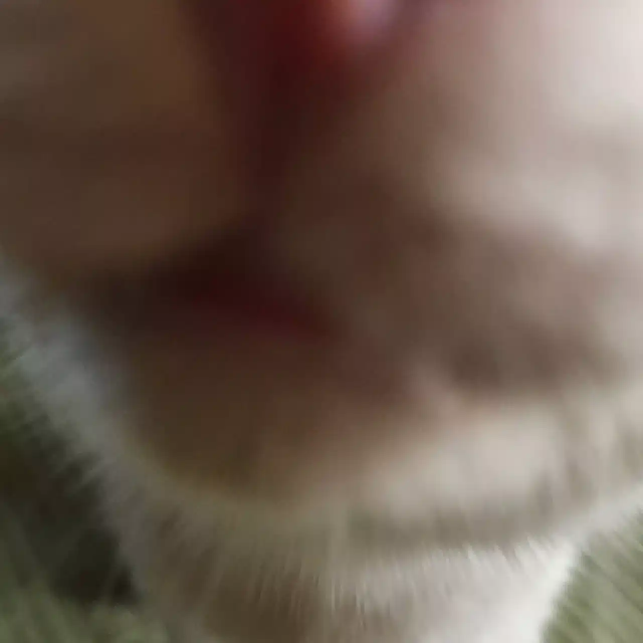  🐈‍⬛