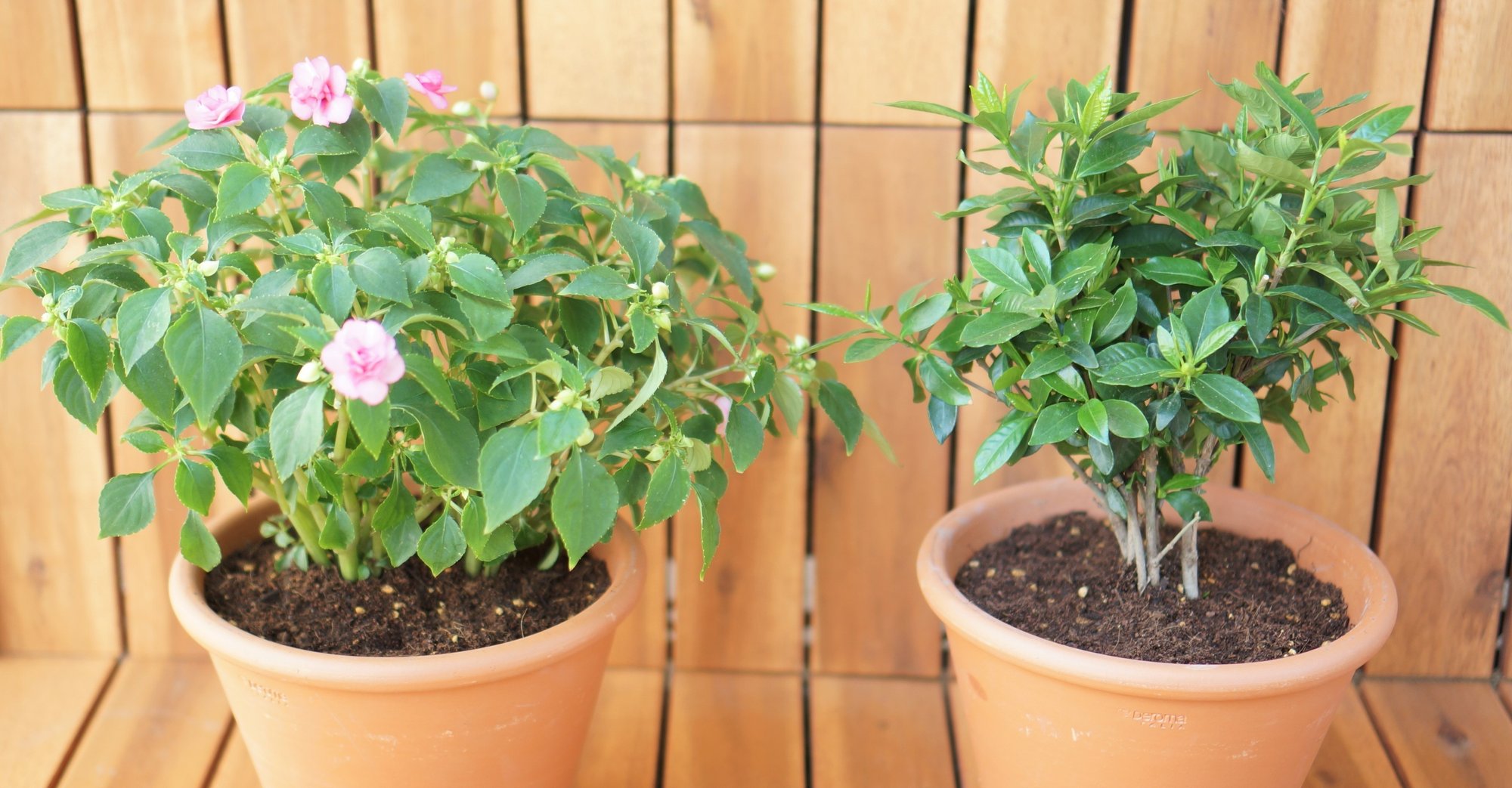 インパチェンスとクチナシの新居引っ越し Miki Note インパチェンスとクチナシの新居引っ越し Miki Note