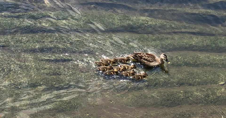 橋本病と闘う家族 パートナー 友人 との付き合い方 神原沙耶 ミレニアル世代 5年目で独立 オランダ2拠点 対話文化 Note