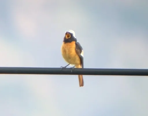 阿呆鳥様、専用ページ 26.05.17 鳥見 夏鳥のさえずり｜一羽一会(いちわいちえ)/野鳥愛好家