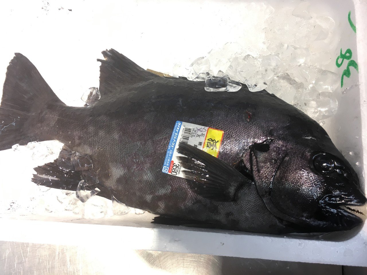 石鯛を10倍美味しく食べるためのトリセツ 主におすそ分けの時にシェアする用の記事 Yuki Note 石鯛を10倍美味しく食べるためのトリセツ 主におすそ分けの時にシェアする用の記事 Yuki Note