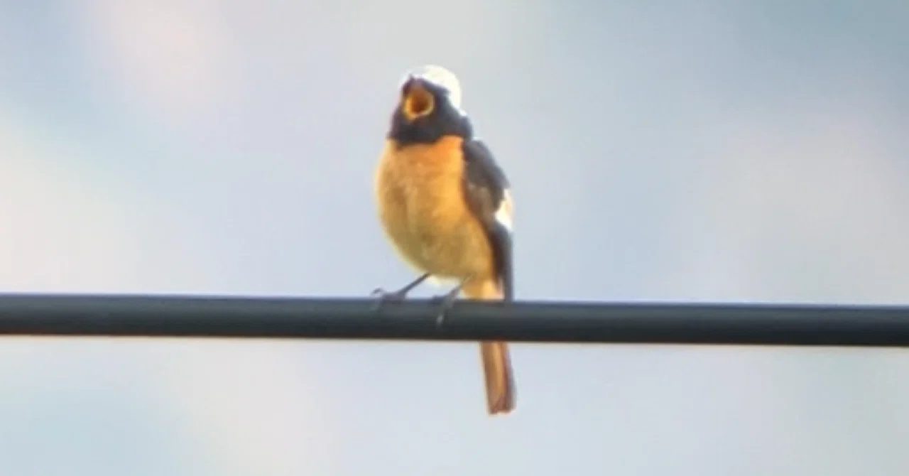 26.05.17 鳥見 夏鳥のさえずり｜一羽一会(いちわいちえ)/野鳥愛好家