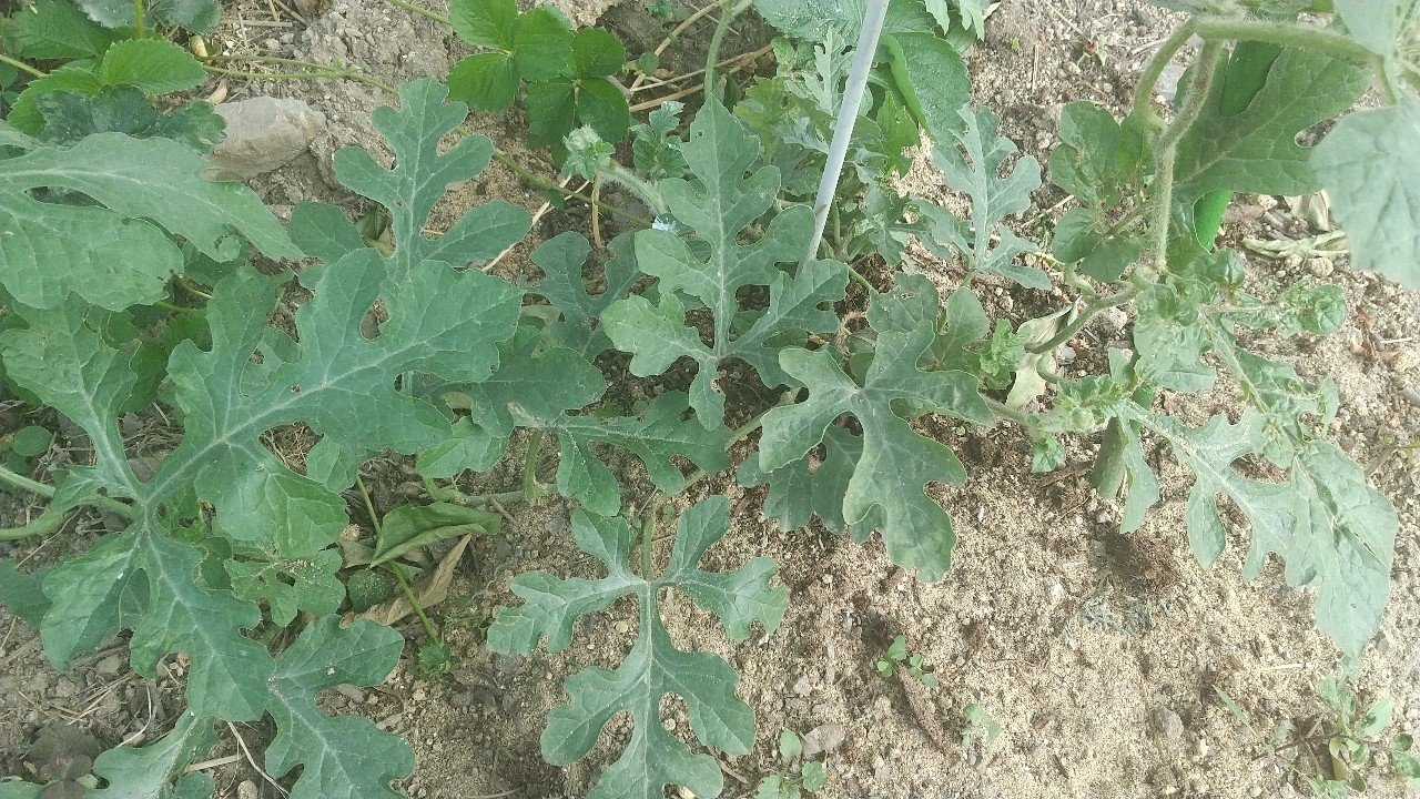 米ぬかぼかし肥料 早速ガチまき 0608 備後菜園ライフ Note