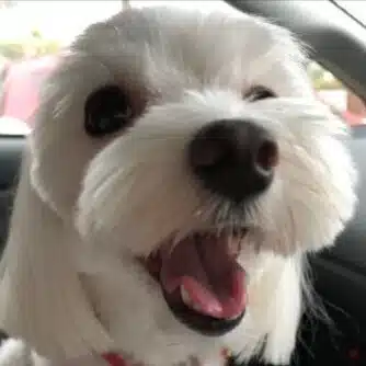 探求犬ひまちゃん