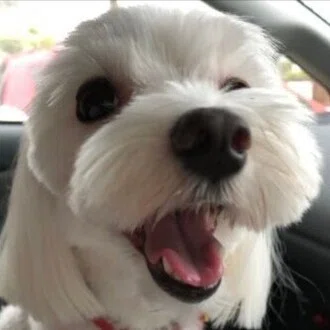 探求犬ひまちゃん
