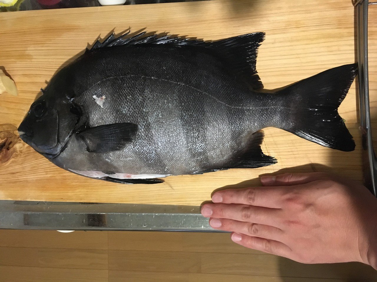 石鯛を10倍美味しく食べるためのトリセツ 主におすそ分けの時にシェアする用の記事 Yuki Note 石鯛を10倍美味しく食べるためのトリセツ 主におすそ分けの時にシェアする用の記事 Yuki Note