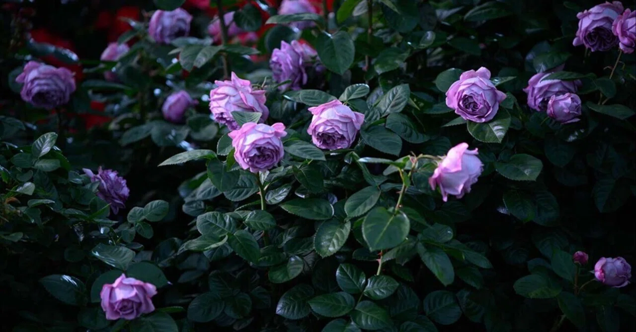 作品紹介　　【バラ】 夜薔薇 | Z f + TAMRON 35-100mm F2.8｜borichan | 旅するカメラ