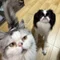     わたもちルーム｜犬猫とキャンピングカー旅
