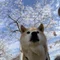 らんこ