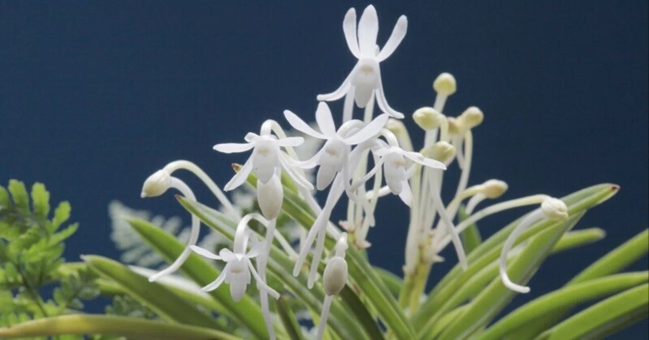 富貴蘭「白 鳥」の花（過去の画像倉庫から）｜KJ Morison