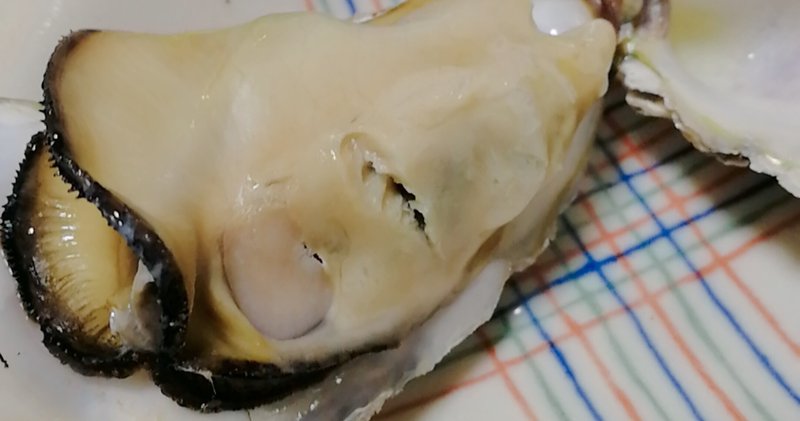 amazonで買った牡蠣が最高だったからみんな食べてほしい ヒビノ note