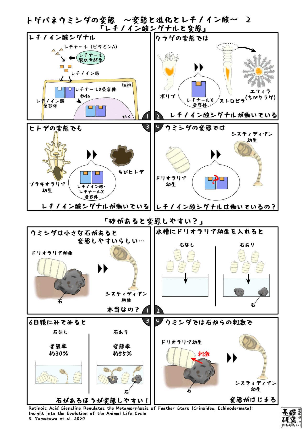 トゲバネウミシダの変態 やっぱりレチノイン酸 ２ かわいせーざん 基礎研究っておもしろい 生物編 Note