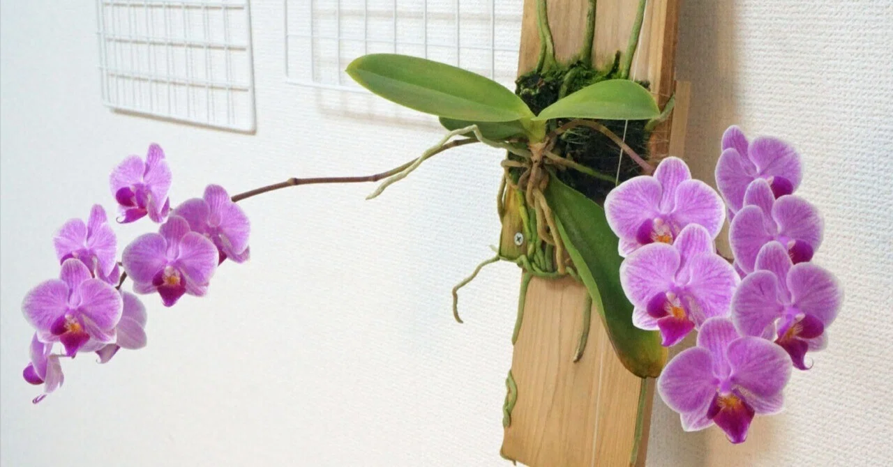 根腐れミディ胡蝶蘭、今年はダブル開花！｜そーいち・F・スタインベック