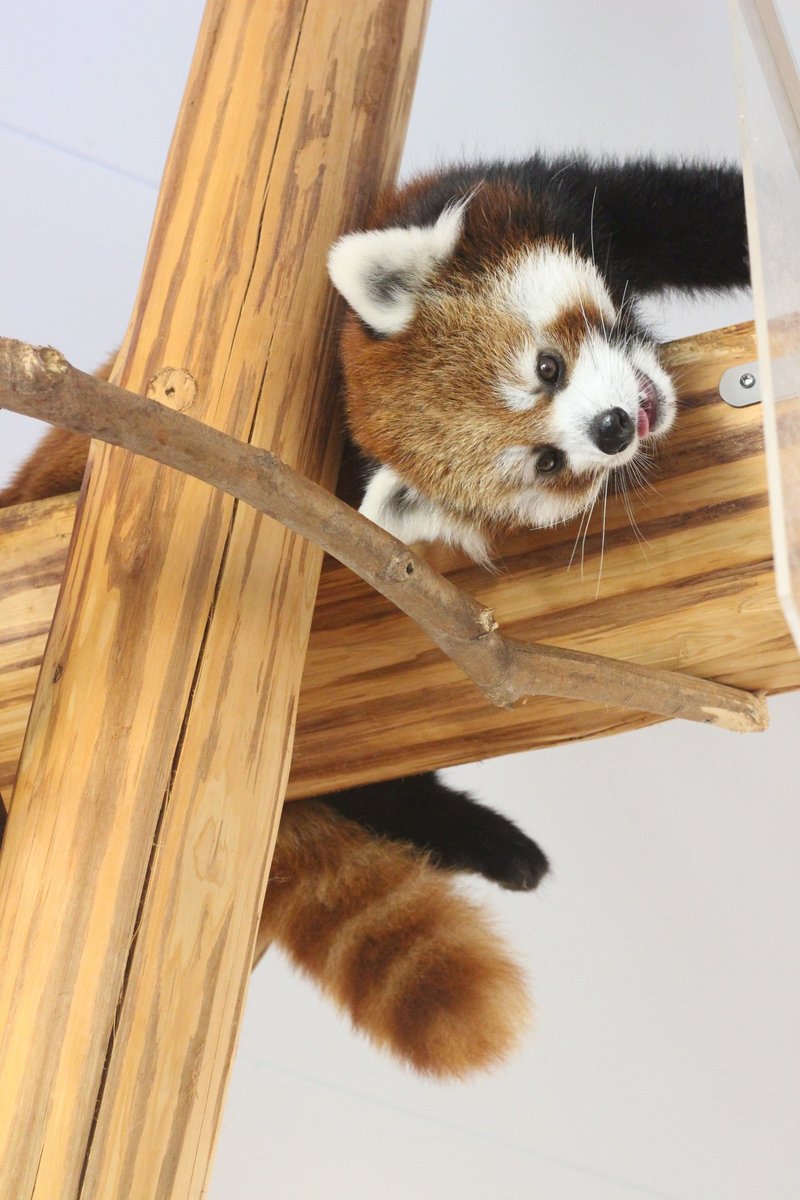 3分で読める パンダと自由気ままな動物たちが見られる アドベンチャーワールド 旅行記 いけだ さえ 猫好き国内トラベラー Note 3分で読める パンダと自由気ままな動物たちが見られる アドベンチャーワールド 旅行記 いけだ さえ 猫好き国内トラベラー Note
