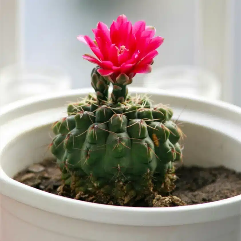 サボテンの花のひとりごと