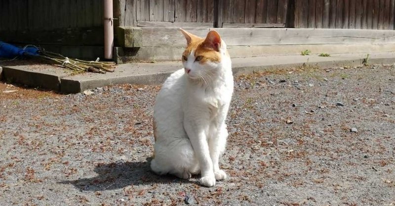 横向き猫 猫の日猫 Note